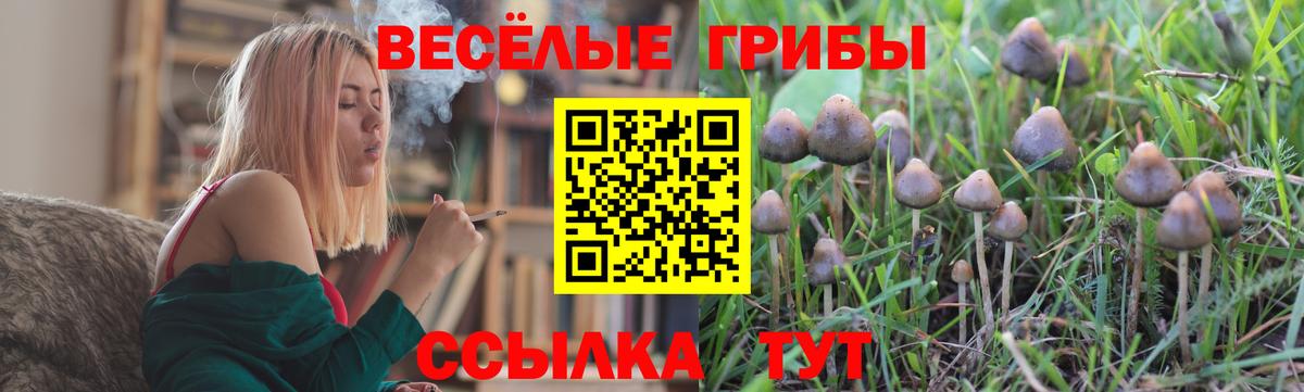 Псилоцибиновые грибы Cubensis  Красноперекопск 